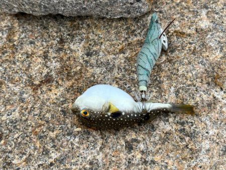 姫路離島でエギング｜この季節にデイゲームは厳しい