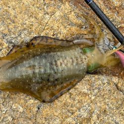 初めての沖磯｜イカの活性は低く青物の回遊も無し