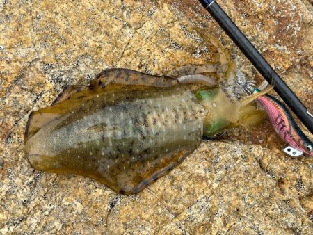 初めての沖磯｜イカの活性は低く青物の回遊も無し