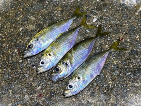 姫路離島で極豆アジング｜物足りない・・・