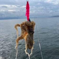 姫路イイダコ調査！今年こそアタリ年！？