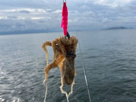 姫路イイダコ調査！今年こそアタリ年！？