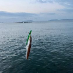 姫路青物調査！エソ祭り！！