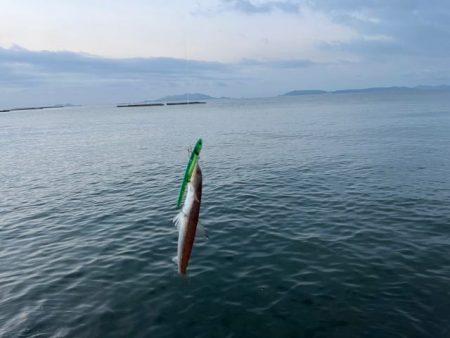 姫路青物調査！エソ祭り！！