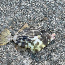 姫路離島でカワハギ釣り｜外道連発しながらボチボチ釣れました！