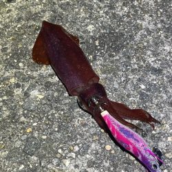 ナイトエギングでアオリイカ狙うが激渋でケンサキイカがポツポツ