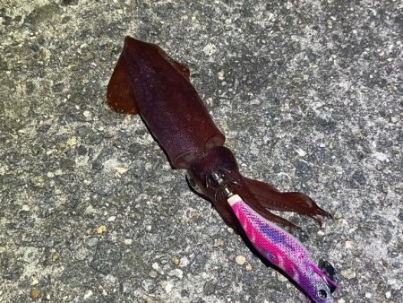 ナイトエギングでアオリイカ狙うが激渋でケンサキイカがポツポツ