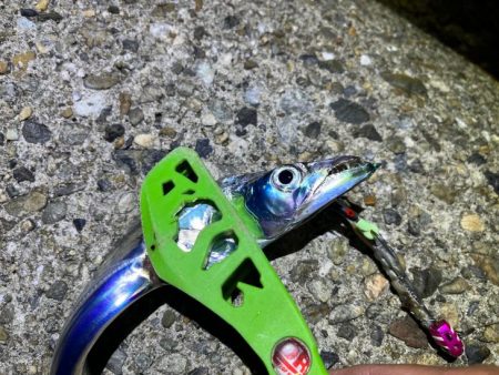 東二見でタチウオ釣り｜激渋だけど釣れて良かった