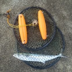 神無月のはじまりは青箭魚（さごし）から始まる