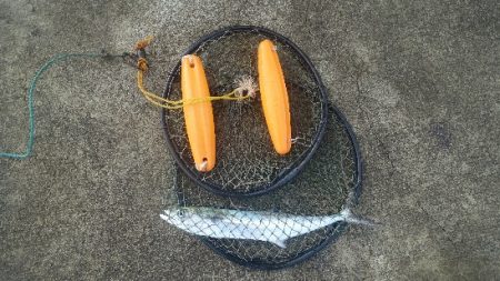 神無月のはじまりは青箭魚（さごし）から始まる