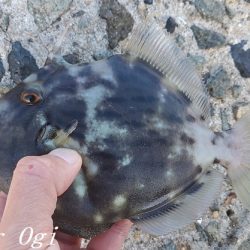 潮が動くタイミングにアタリ連発