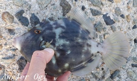 潮が動くタイミングにアタリ連発