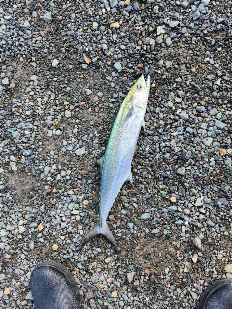 久しぶりのヤツに出会えました