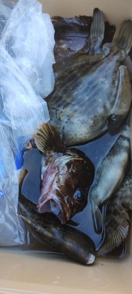 カワハギ&ガシラ