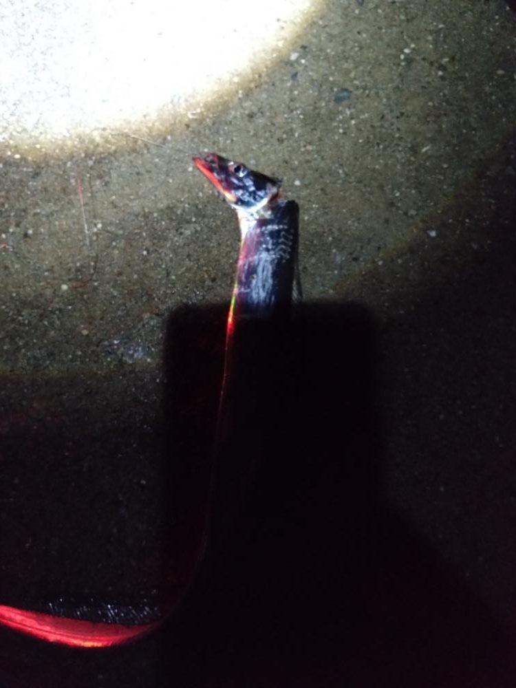 久々に電気ウキで癒やされた