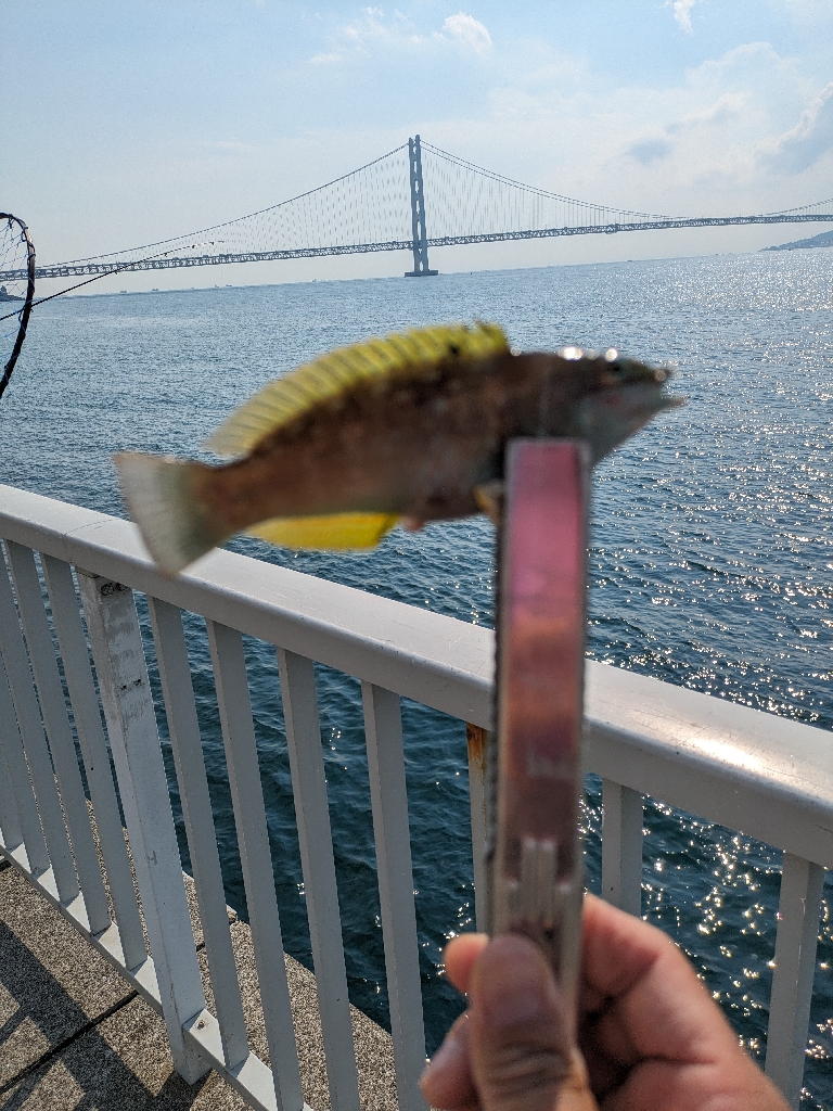 カワハギ釣りにはまりました。