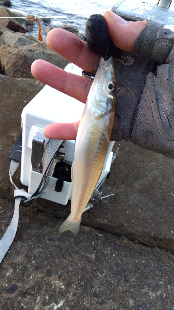 苅屋海岸のキス釣り