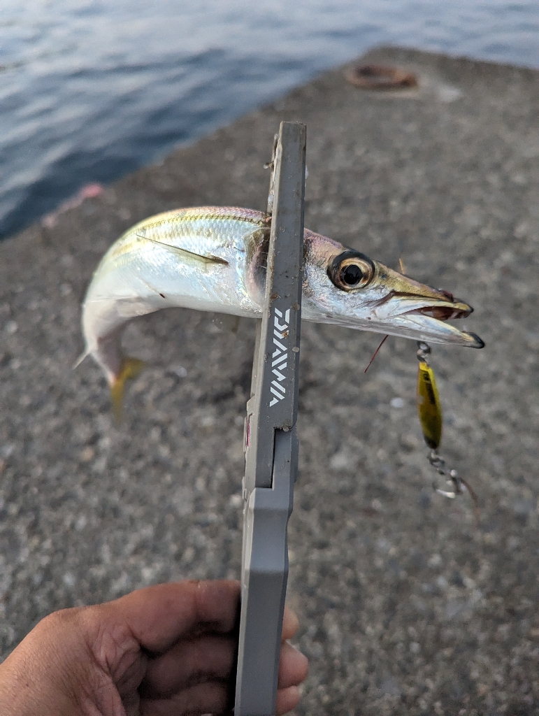 陸っぱり釣行記