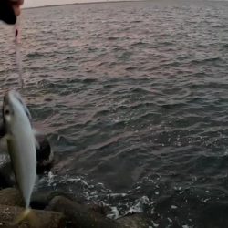 サゴシいつまで続く❓❓❓