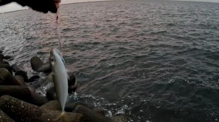 サゴシいつまで続く❓❓❓