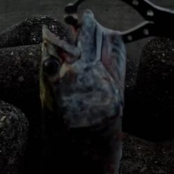 ﾅﾝﾃｺｯﾀ(๑°ㅁ°๑)‼…