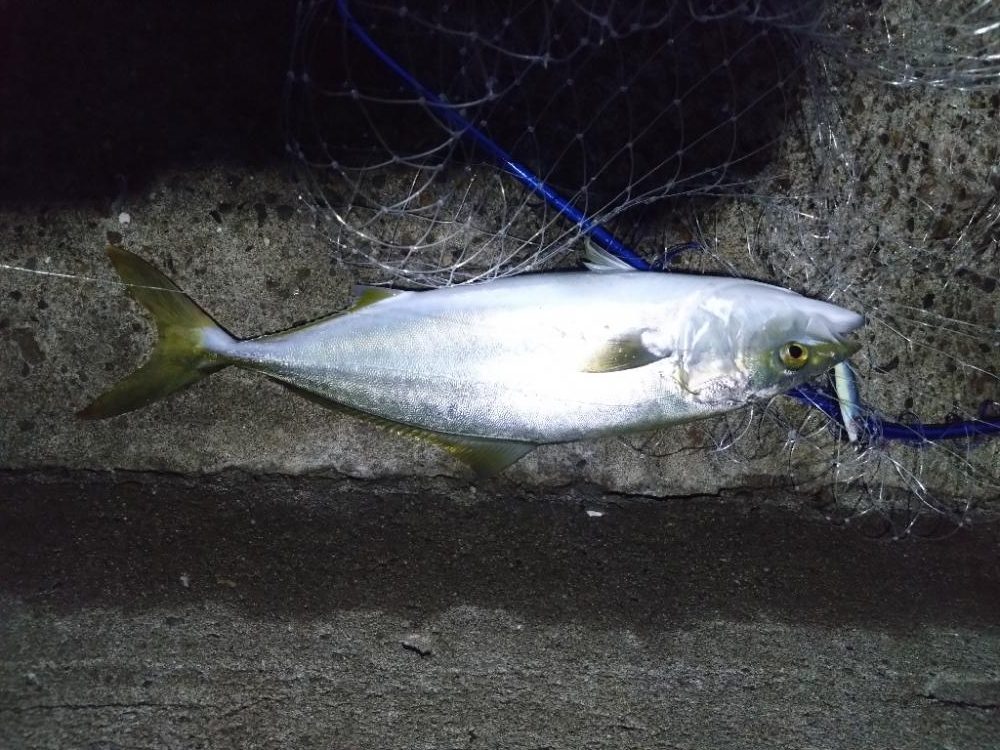 ハマチ2 サゴシ2