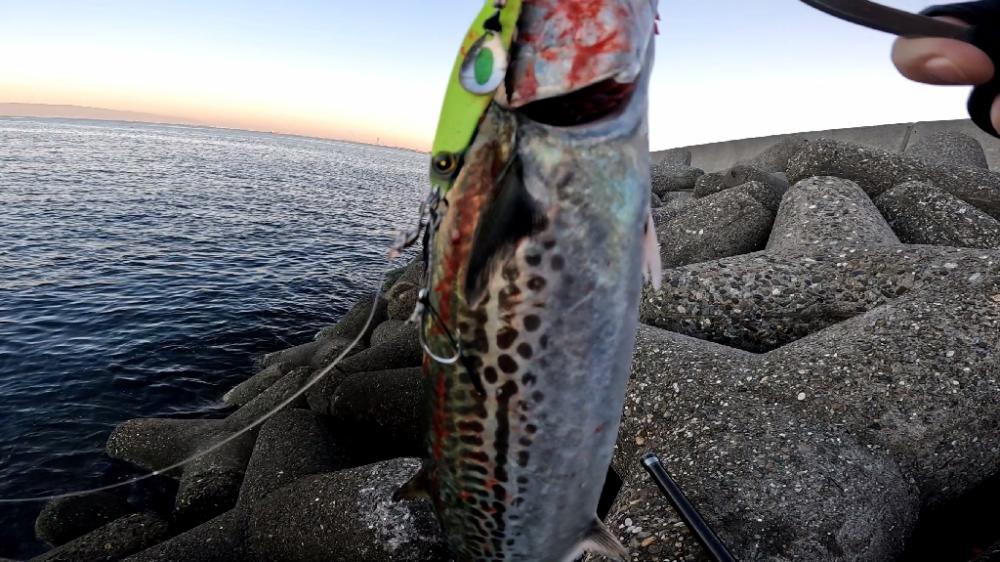 やっと釣れた(´Д｀)ﾊｧ…