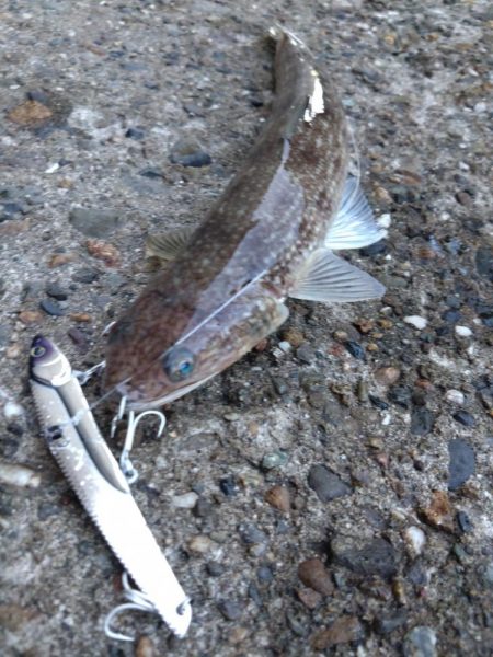 メジロ1、サゴシ3、エソ1