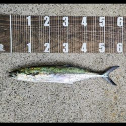 青物祭りはまだ(´-ω-｀)