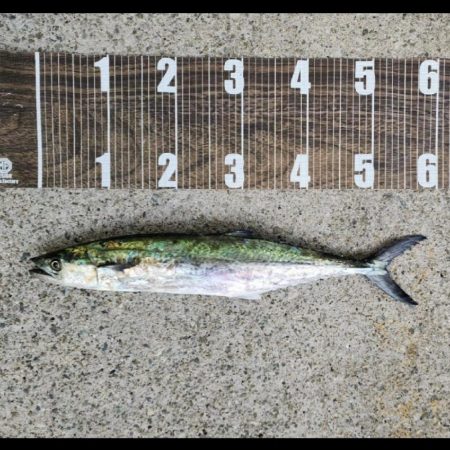 青物祭りはまだ(´-ω-｀)