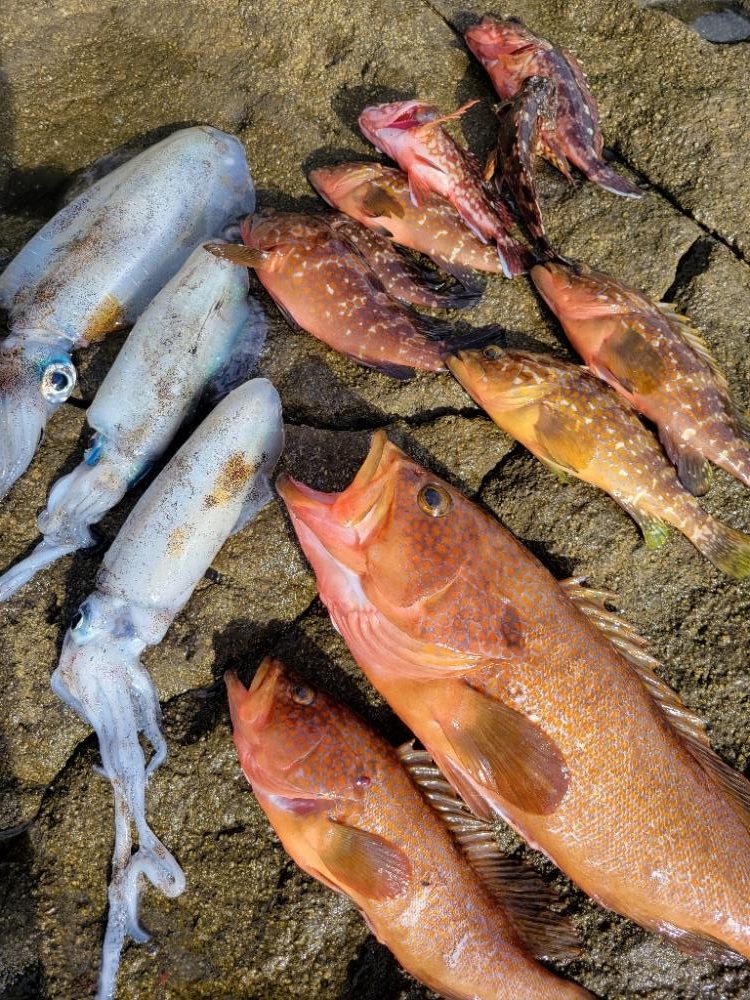 キジハタ記録更新*°♡