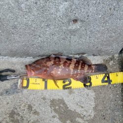 プチsalt water game