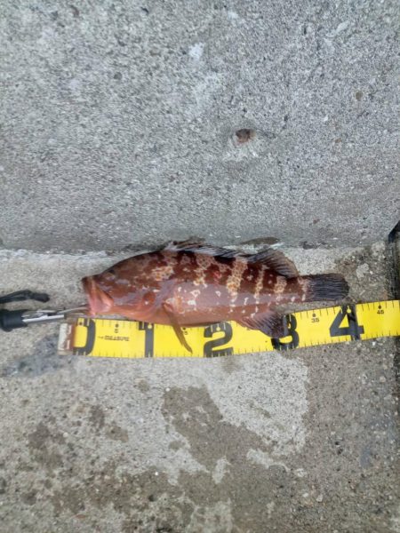 プチsalt water game