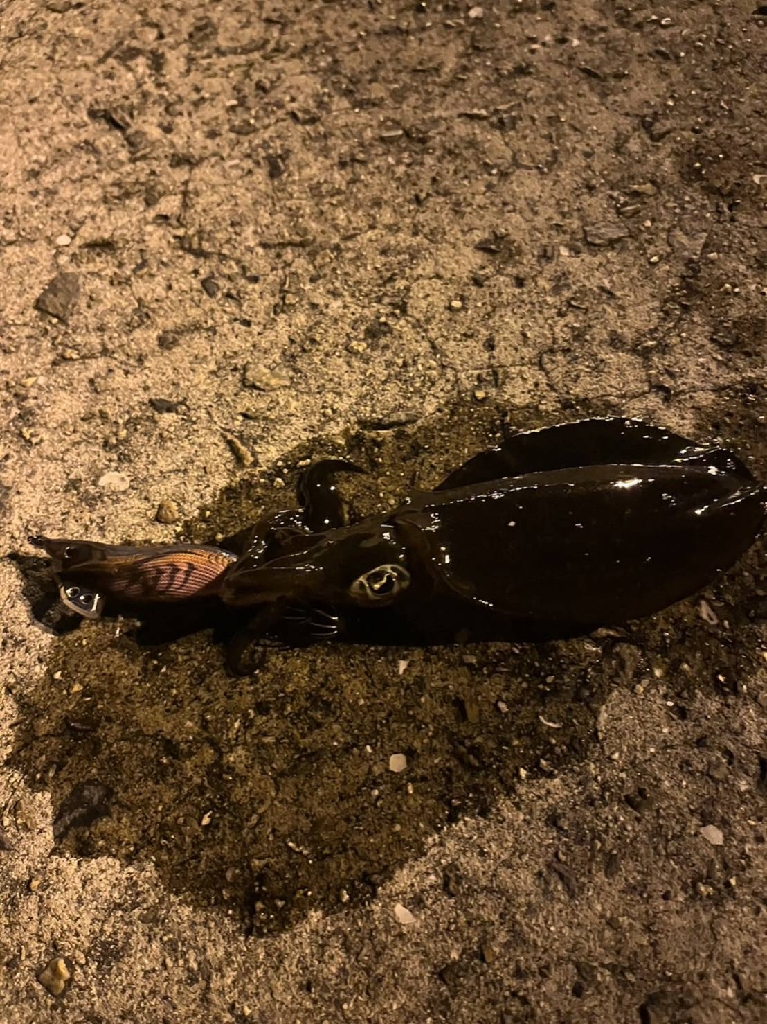 タダ巻きエギング2