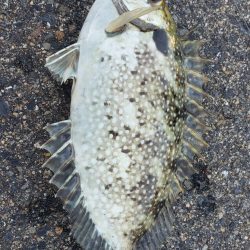 アジ探し@下津周辺