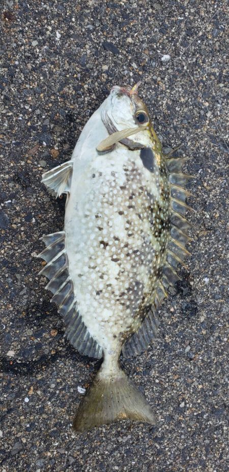 アジ探し@下津周辺