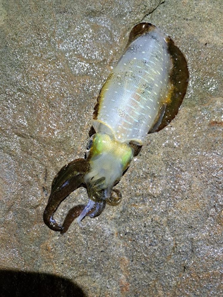 今季初エギング