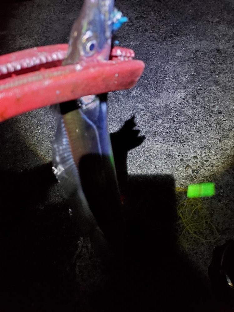 朝マズメ　タチウオ