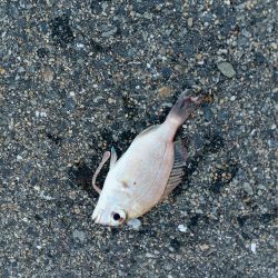 アジ探し@下津周辺