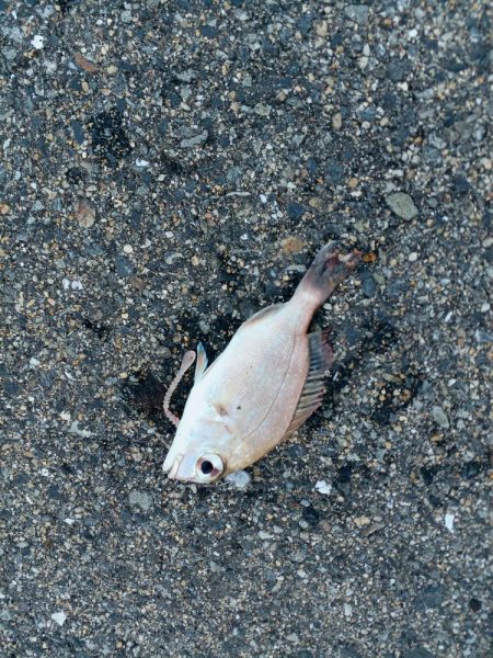 アジ探し@下津周辺