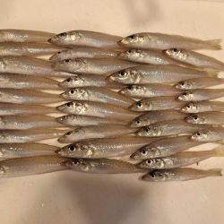 遅めの夏休みでキス釣り