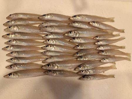 遅めの夏休みでキス釣り