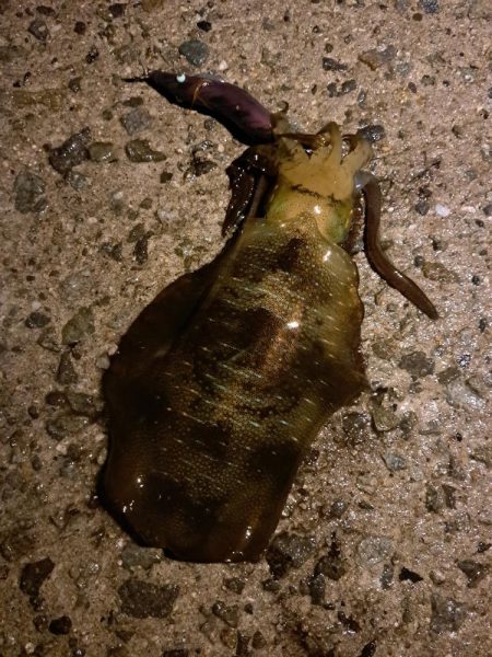 良いサイズ混じり