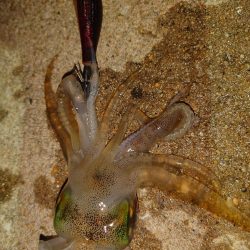 ナイトエギングIN対馬