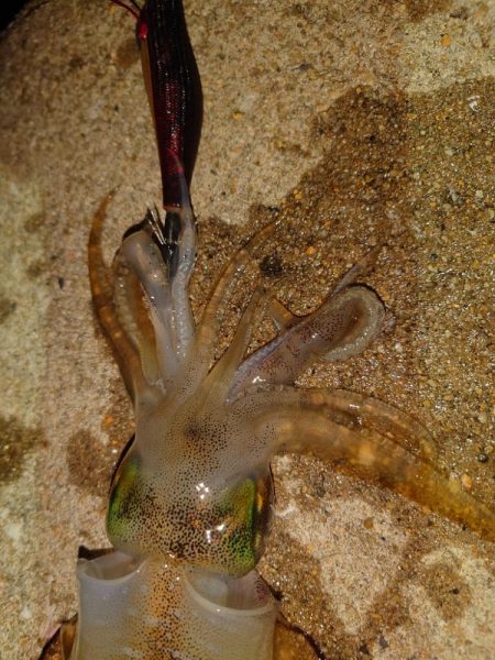 ナイトエギングIN対馬