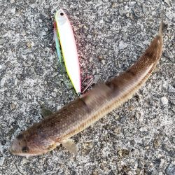 青物は留守でした！