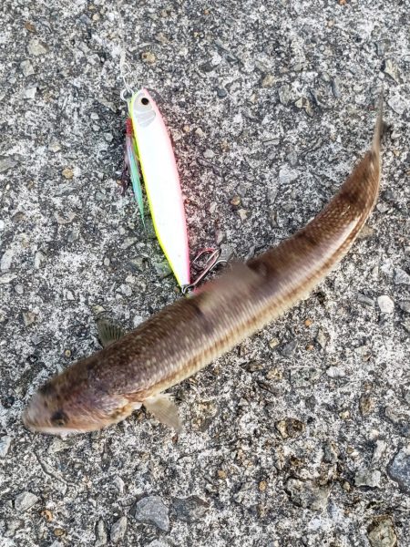 青物は留守でした！