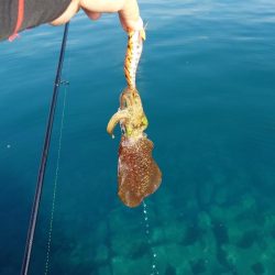 デイエギングIN対馬