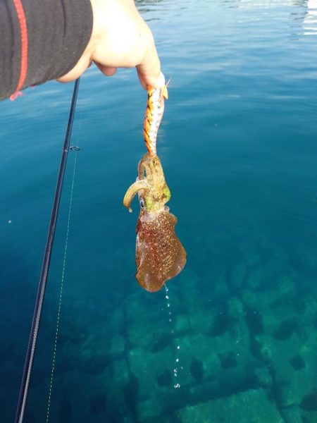 デイエギングIN対馬