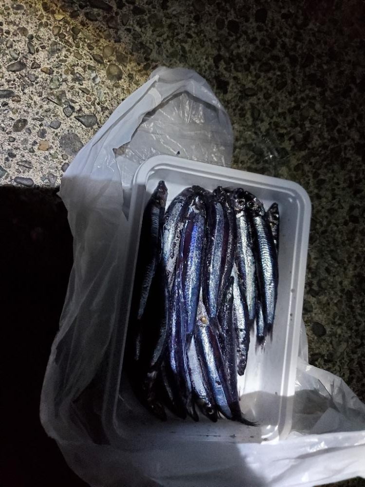 タチウオ仕掛けでタチウオ以外を狙う